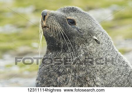 Close up of an Antarctic fur seal (Arctocephalus gazella), Salisbury Plain; South Georgia, South Georgia and the South Sandwich Islands, United Kingdom View Large Photo Image Stock Photograph - Close up of an Antarctic fur seal (Arctocephalus gazella), Salisbury Plain; South Georgia, South Georgia and the South Sandwich Islands, United Kingdom. Fotosearch