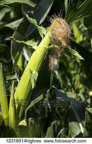 Close up of an ear of corn on the stalk, North of Taber; Albert, Canada View Large Photo Image Stock Photograph - Close up of an ear of corn on the stalk, North of Taber; Albert, Canada. Fotosearch
