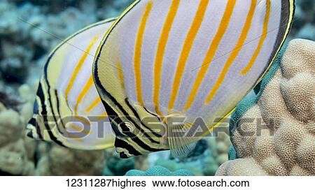 Stock Photograph - Close-up of an Ornate Butterfyfish (Chaetodon ornatissimus) pair photographed while scuba diving the Kona coast; Kona, Island of Hawaii, Hawaii, United States of America. Fotosearch