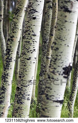 Stock Photograph - Close up of aspen tree trunks in a grassy field; Calgary, Alberta, Canada. Fotosearch