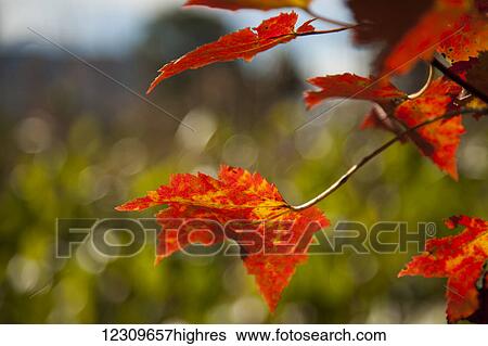 Stock Photograph - Close up of autumn coloured bright red leaves; Stowe, Vermont, United States of America. Fotosearch