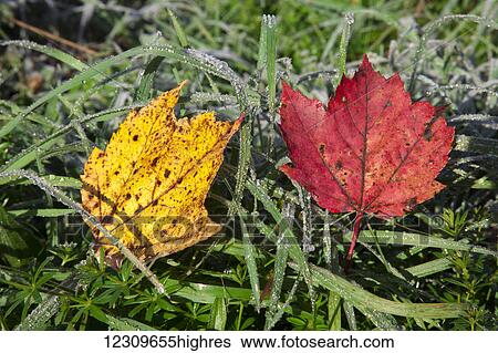 Stock Photograph - Close up of autumn coloured leaves on the frosty grass; Waterbury, Vermont, United States of America. Fotosearch