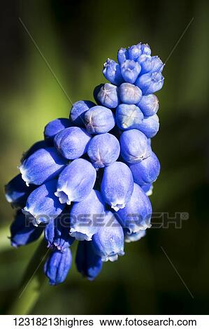 Close up of blue flowers in blossom; South Shields, Tyne and Wear, England View Large Photo Image Stock Photograph - Close up of blue flowers in blossom; South Shields, Tyne and Wear, England. Fotosearch