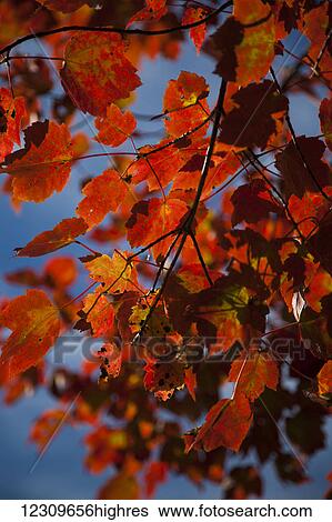 Stock Photograph - Close up of bright red leaves with blue sky in autumn; Stowe, Vermont, United States of America. Fotosearch