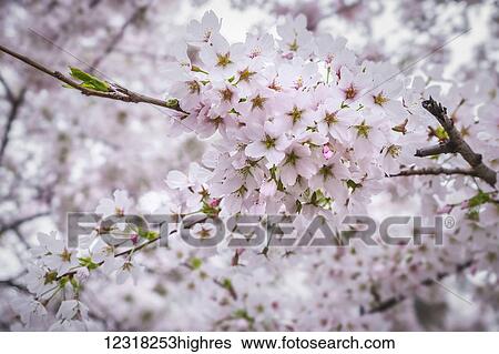 Close up of cherry blossoms in Hampstead; London, England View Large Photo Image Stock Photograph - Close up of cherry blossoms in Hampstead; London, England. Fotosearch
