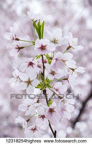 Close up of cherry blossoms in Hampstead; London, England View Large Photo Image Stock Photograph - Close up of cherry blossoms in Hampstead; London, England. Fotosearch