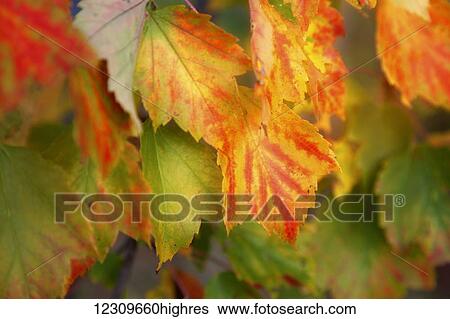 Stock Photograph - Close up of colourful leaves changing in autumn; Stowe, Vermont, United States of America. Fotosearch
