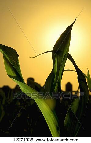 Close up of early growth corn leaves backlit by early morning sunlight, near Truman; Minnesota, United States of America View Large Photo Image Stock Photograph - Close up of early growth corn leaves backlit by early morning sunlight, near Truman; Minnesota, United States of America. Fotosearch