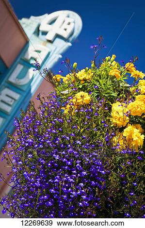 Close up of flower basket and 4th Avenue Theatre sign, downtown Anchorage, Southcentral Alaska, Summer. View Large Photo Image Stock Photo - Close up of flower basket and 4th Avenue Theatre sign, downtown Anchorage, Southcentral Alaska, Summer.. Fotosearch