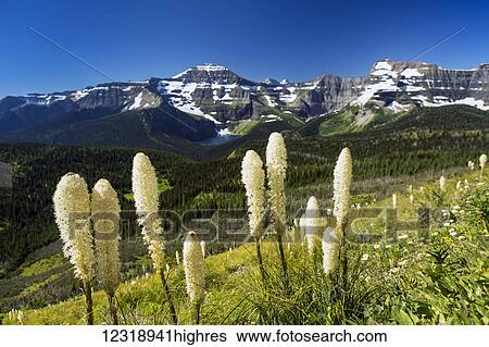 Stock Photograph - Close up of flowering bear grass (Xerophyllum tenax) on hillside overlooking valley below with mountain range and alpine lake and blue sky; Waterton, Alberta, Canada. Fotosearch