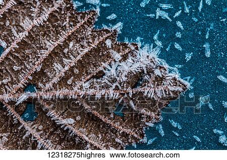 Close up of frost on leaf, Southeast Alaska; Alaska, United States of America View Large Photo Image Stock Photograph - Close up of frost on leaf, Southeast Alaska; Alaska, United States of America. Fotosearch