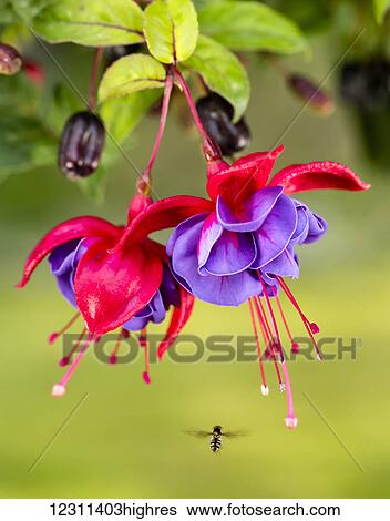 Close up of fuchsia and insect in garden; South-central Alaska; Eagle River, Alaska, United States of America View Large Photo Image Stock Photograph - Close up of fuchsia and insect in garden; South-central Alaska; Eagle River, Alaska, United States of America. Fotosearch