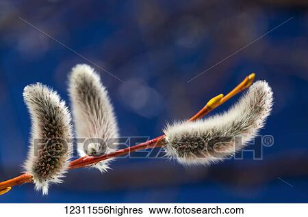 Close up of fuzzy pussy willow seed pods on a branch with blue sky in the background; Calgary, Alberta, Canada View Large Photo Image Stock Photograph - Close up of fuzzy pussy willow seed pods on a branch with blue sky in the background; Calgary, Alberta, Canada. Fotosearch