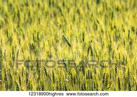 Stock Photograph - Close up of green wheat heads in a field; Calgary, Alberta, Canada. Fotosearch