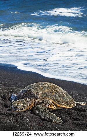 Close up of Hawaiian Green Sea Turtle (Chelonia mydas) at Punaluu Black Sand Beach; Island of Hawaii, Hawaii, United States of America View Large Photo Image Picture - Close up of Hawaiian Green Sea Turtle (Chelonia mydas) at Punaluu Black Sand Beach; Island of Hawaii, Hawaii, United States of America. Fotosearch