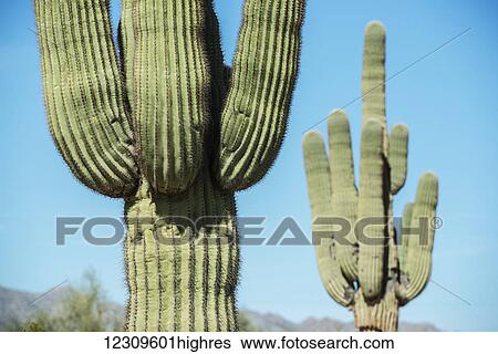 Close up of needles on Saguaro cactus (Carnegiea gigantea); Waddell, Arizona, United States of America View Large Photo Image Stock Photograph - Close up of needles on Saguaro cactus (Carnegiea gigantea); Waddell, Arizona, United States of America. Fotosearch