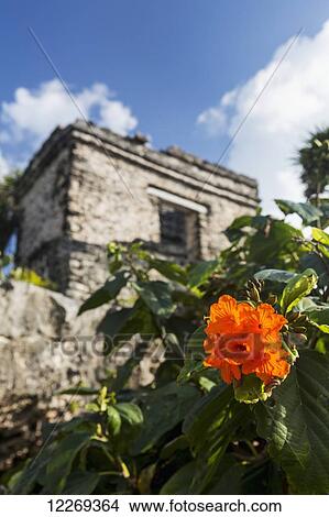Close up of orange flower with Ancient Mayan Temple in the background with blue sky and clouds; Tulum, Quintana Roo, Mexico View Large Photo Image Picture - Close up of orange flower with Ancient Mayan Temple in the background with blue sky and clouds; Tulum, Quintana Roo, Mexico. Fotosearch