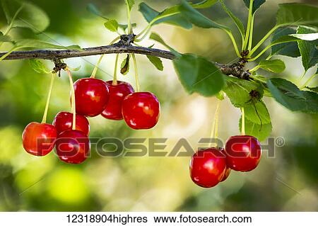 Stock Photograph - Close up of red ripe cherries hanging on a branch; Calgary, Alberta, Canada. Fotosearch
