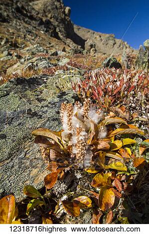 Stock Photograph - Close up of small plants with seeds ripened, landscape in the high country, Denali National Park and Preserve, interior Alaska; Alaska, United States of America. Fotosearch