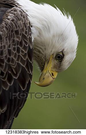Stock Photograph - Close up of the head and beak of a Bald eagle (Haliaeetus leucocephalus); Unalaska, Alaska, United States of America. Fotosearch
