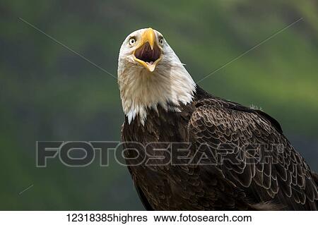 Stock Photograph - Close up of the head and beak of a Bald eagle (Haliaeetus leucocephalus) calling; Unalaska, Alaska, United States of America. Fotosearch