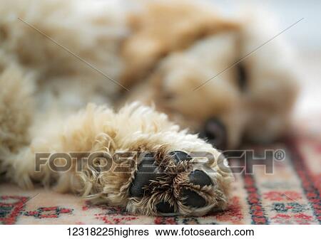 Close up of the paw of a blond cockapoo; South Shields, Tyne and Wear, England View Large Photo Image Stock Photograph - Close up of the paw of a blond cockapoo; South Shields, Tyne and Wear, England. Fotosearch
