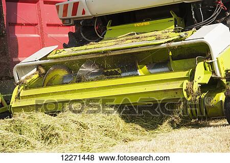 Stock Photo - Close up of the pick up head of a Claas self propelled harvester making grass silage; Cumbria, England. Fotosearch