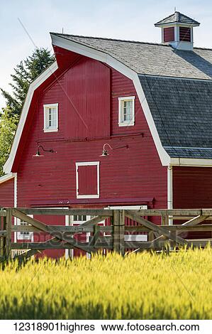 Close up of the side of a red barn with white trim a wooden fence and a wheat field in the foreground; Calgary, Alberta, Canada View Large Photo Image Stock Photograph - Close up of the side of a red barn with white trim a wooden fence and a wheat field in the foreground; Calgary, Alberta, Canada. Fotosearch