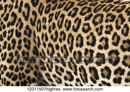 Close up of the spotted skin of the Leopard (panthera pardus), Sabi Sand Game Reserve; South Africa View Large Photo Image Stock Photograph - Close up of the spotted skin of the Leopard (panthera pardus), Sabi Sand Game Reserve; South Africa. Fotosearch