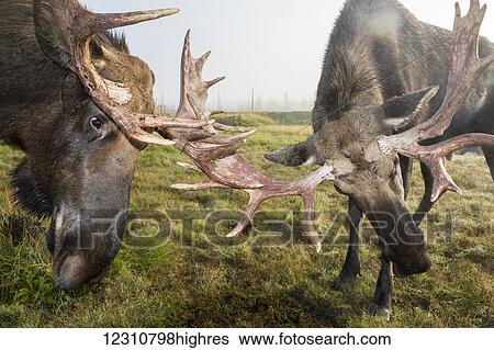 Stock Photograph - Close up of two moose (alces alces) locking antlers at the Alaska Wildlife Conservation Center, South-central Alaska; Portage, Alaska, United States of America. Fotosearch