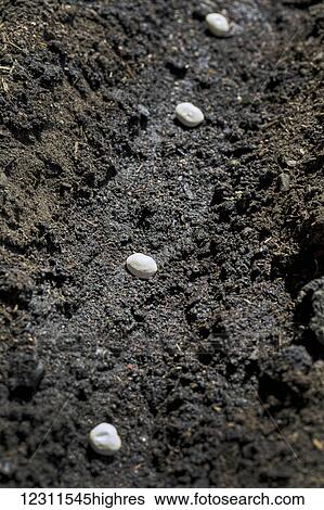 Stock Photograph - Close up of white bean seeds planted in the soil; Calgary, Alberta, Canada. Fotosearch