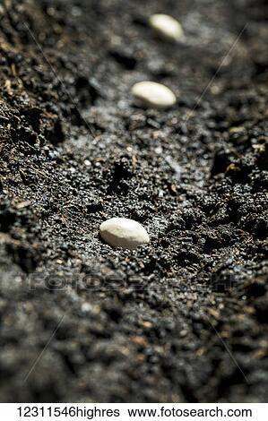 Stock Photograph - Close up of white bean seeds planted in the soil; Calgary, Alberta, Canada. Fotosearch