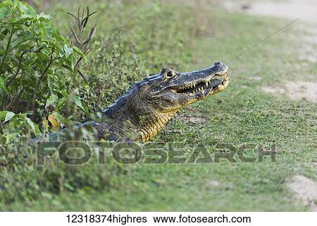 Stock Photograph - Close up of Yacare Caiman (Caiman yacare) eating small fish; Mato Grosso do Sul, Brazil. Fotosearch