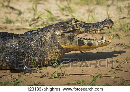 Stock Photograph - Close up of Yacare Caiman (Caiman yacare) on beach; Mato Grosso do Sul, Brazil. Fotosearch