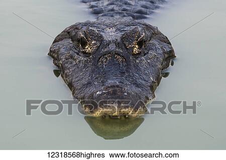 Stock Photograph - Close up of Yacare Caiman (Caiman yacare) head facing camera; Mato Grosso do Sul, Brazil. Fotosearch