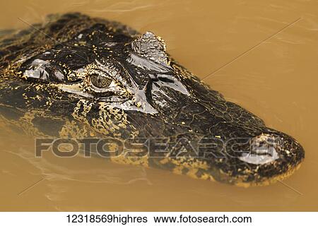 Stock Photograph - Close up of Yacare Caiman (Caiman yacare) head facing camera; Mato Grosso do Sul, Brazil. Fotosearch