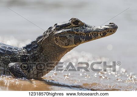 Stock Photograph - Close up of Yacare Caiman (Caiman yacare) with backlit waves; Mato Grosso do Sul, Brazil. Fotosearch