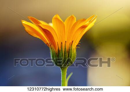 Stock Photograph - Close up of yellow flower blossoming; South Shields, Tyne and Wear, England. Fotosearch
