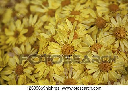 Stock Photograph - Close up of yellow flowers; Stowe, Vermont, United States of America. Fotosearch