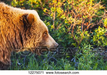 Stock Image - Close up profile of a Grizzly Bear, Denali National Park, Summer. Fotosearch