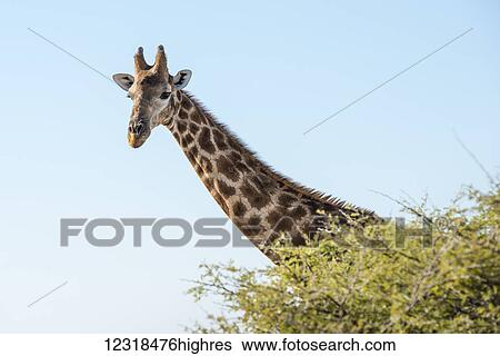 Close up view of Namibian giraffe (Giraffa giraffa angolensis) head rising above green tree top at savanna woodlands of Etosha National Park; Namibia View Large Photo Image Stock Photograph - Close up view of Namibian giraffe (Giraffa giraffa angolensis) head rising above green tree top at savanna woodlands of Etosha National Park; Namibia. Fotosearch