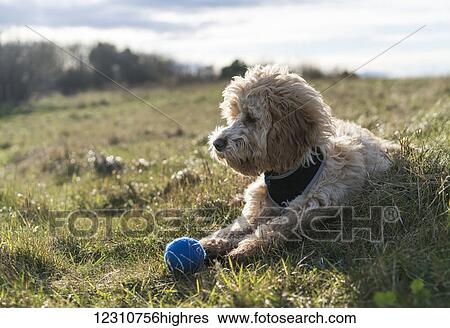 Stock Photograph - Cockapoo laying on the grass with a blue ball; South Shields, Tyne and Wear, England. Fotosearch