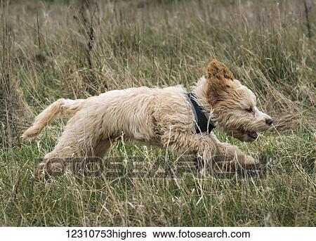 Cockapoo running through a grass field; South Shields, Tyne and Wear, England View Large Photo Image Stock Photograph - Cockapoo running through a grass field; South Shields, Tyne and Wear, England. Fotosearch