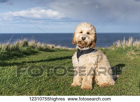 Stock Photograph - Cockapoo sitting on the grass posing for the camera with the ocean in the background; South Shields, Tyne and Wear, England. Fotosearch