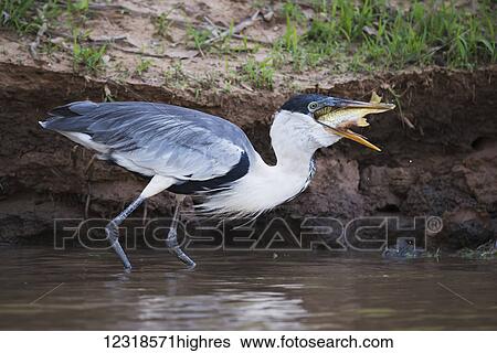 Stock Photograph - Cocoi heron (Ardea cocoi) swallowing fish in muddy shallows; Mato Grosso do Sul, Brazil. Fotosearch