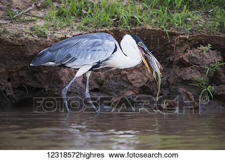 Stock Photograph - Cocoi heron (Ardea cocoi) wading with fish in beak; Mato Grosso do Sul, Brazil. Fotosearch