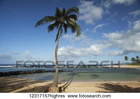 Stock Photograph - Coconut tree, Poipu Beach Park; Poipu, Kauai, Hawaii, United States of America. Fotosearch