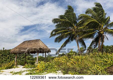 Stock Image - Coconut trees with thatched shelter on beach with clouds and blue sky; Akumal, Quintana Roo, Mexico. Fotosearch