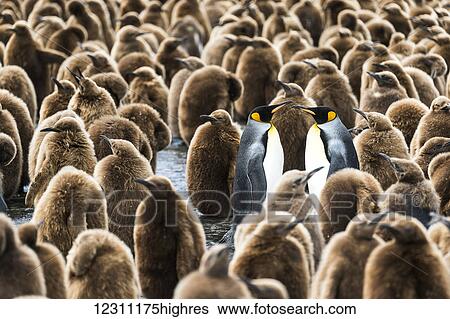 Stock Photograph - Colony of juvenile King penguins (Aptenodytes patagonicus); Antarctica. Fotosearch