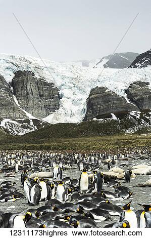 Colony of King penguins (Aptenodytes patagonicus) in the water and on the shore with ice and snow on the mountains; Antarctica View Large Photo Image Stock Photograph - Colony of King penguins (Aptenodytes patagonicus) in the water and on the shore with ice and snow on the mountains; Antarctica. Fotosearch